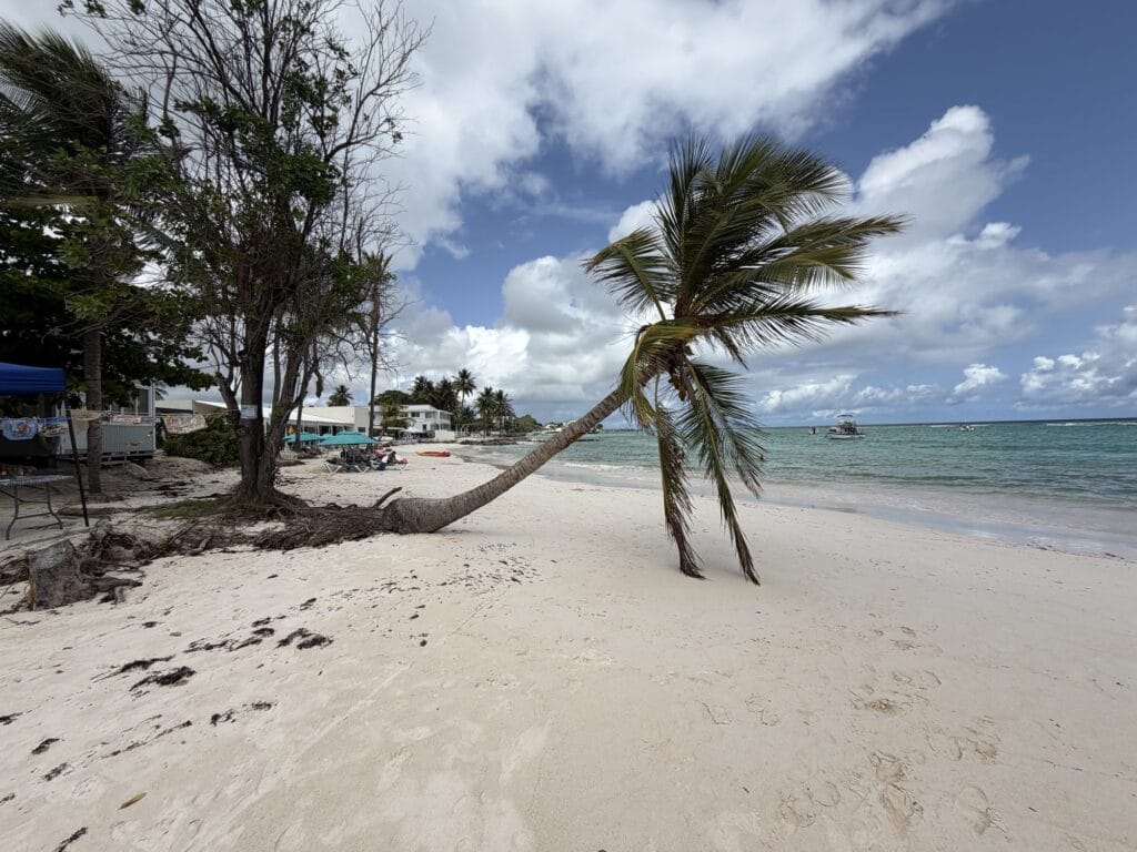 Leaning palm over white sand and turquoise water at Koala Beach, Barbados