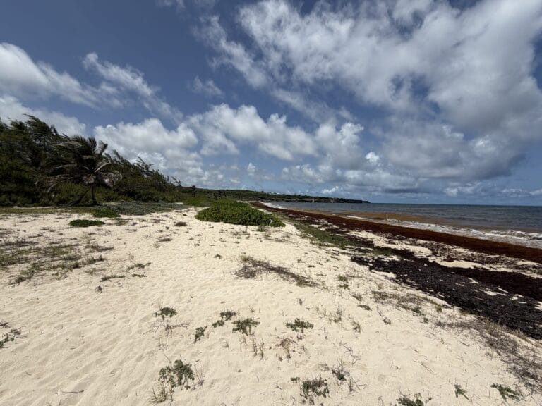 Open dunes and sea grape under a wide sky at Long Beach, Barbados