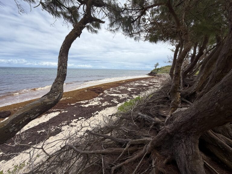 Wind-sculpted trees and exposed roots above the sand at Silver Sands Beach, Barbados
